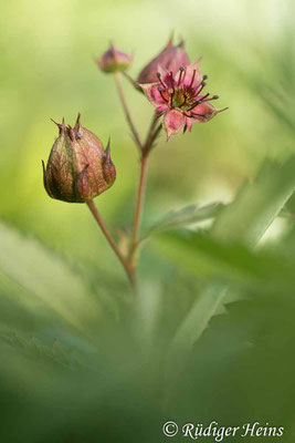 Potentilla palustris (Sumpf-Blutauge), 3.7.2022