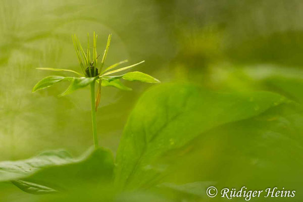 Paris quadrifolia (Vierblättrige Einbeere)