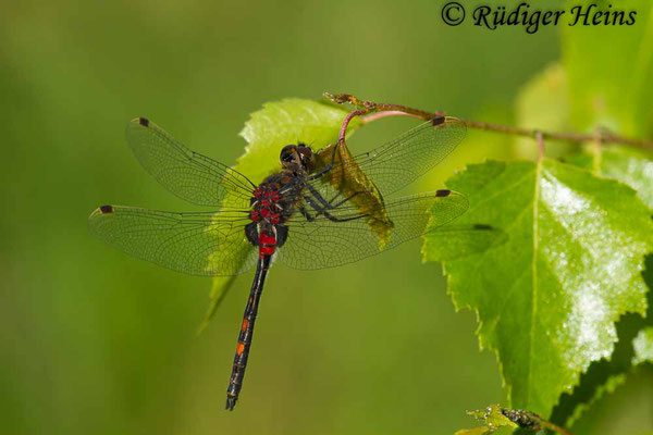 Leucorrhinia dubia (Kleine Moosjungfer) Männchen, 7.6.2018