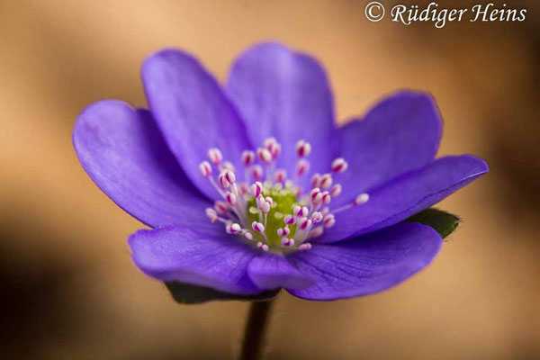 Hepatica nobilis (Leberblümchen)