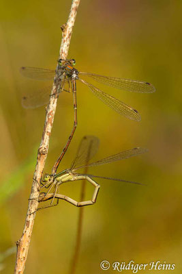 Lestes barbarus (Südliche Binsenjungfer) Eiablage, 21.8.2021 - Makroobjektiv 180mm f/3.5