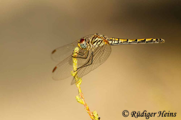 Trithemis arteriosa (Rotader-Sonnenzeiger) Weibchen