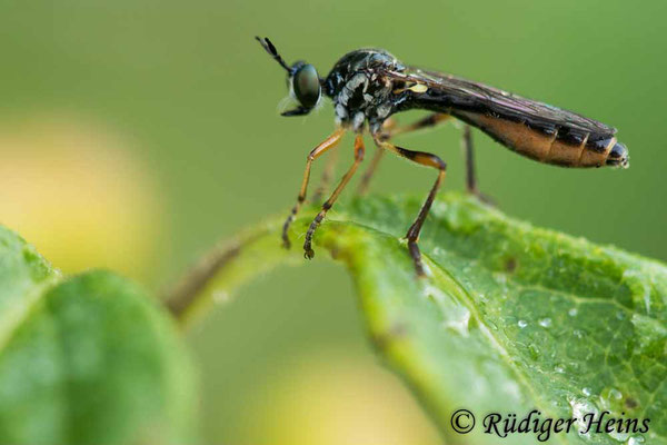 Dioctria hyalipennis (Gemeine Habichtsfliege) Weibchen, 21.6.2023