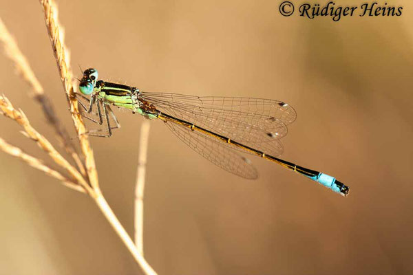 Ischnura graellsi (Spanische Pechlibelle) Männchen, 16.7.2011