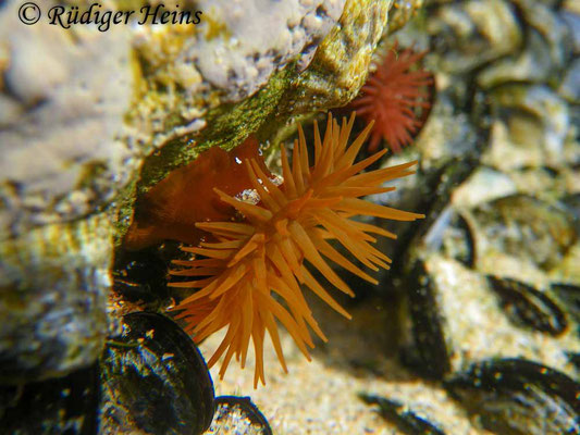 Actinia equina (Pferdeaktinie), 25.9.2016