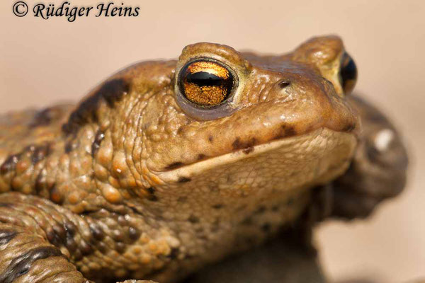 Bufo bufo (Erdkröte) Männchen, 4.4.2009
