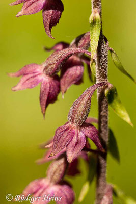 Epipactis atrorubens (Rotbraune Stendelwurz), 30.7.2006