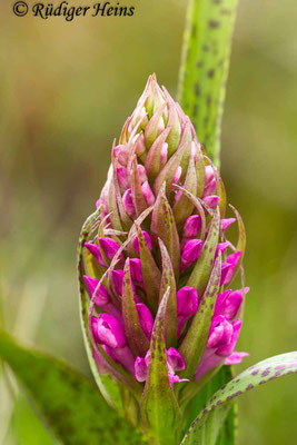 Dactylorhiza cruenta (Blutrote Fingerwurz), 4.6.2014