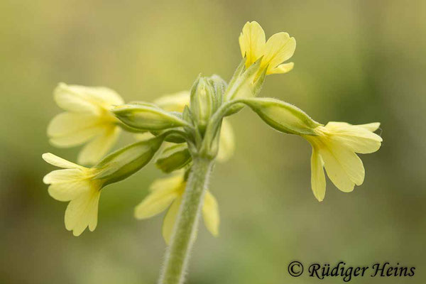 Primula elatior (Hohe Schlüsselblume), 10.4.2021