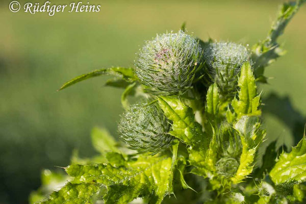 Carduus crispus (Krause Ringdistel), 19.8.2025