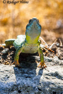 Lacerta trilineata (Riesen-Smaragdeidechse)