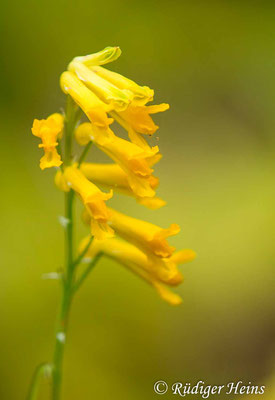 Pseudofumaria lutea (Gelber Lerchensporn), 14.10.2020