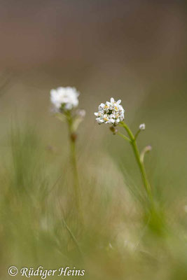 Teesdalia nudicaulis (Nacktstängeliger Bauernsenf), 27.4.2023