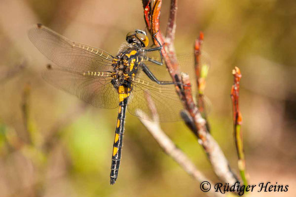 Leucorrhinia rubicunda (Nordische Moosjungfer) junges Männchen, 30.4.2012