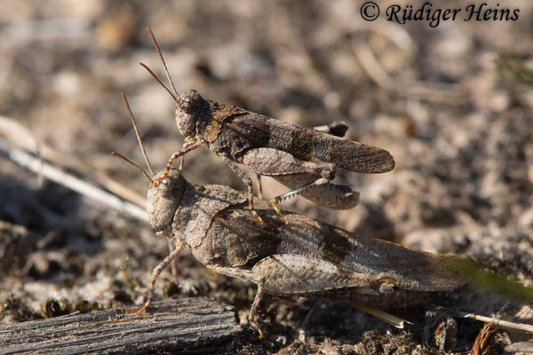 Oedipoda caerulescens (Blauflügelige Ödlandschrecke) Männchen auf Weibchen, 22.8.2018