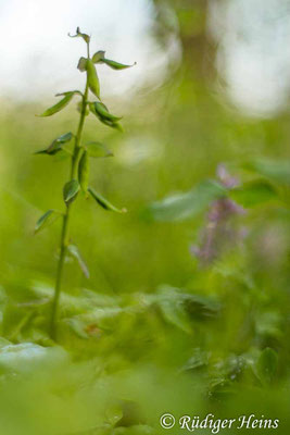 Hohler Lerchensporn (Corydalis cava) Fruchtstand, 26.4.2023 - Pentacolor 50mm f/1,8