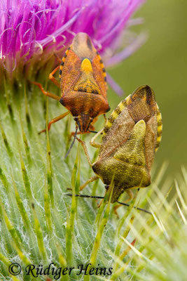 Carpocoris fuscispinus (Nördliche Fruchtwanze)