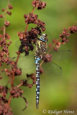 Aeshna mixta, Herbst-Mosaikjungfer, Männchen