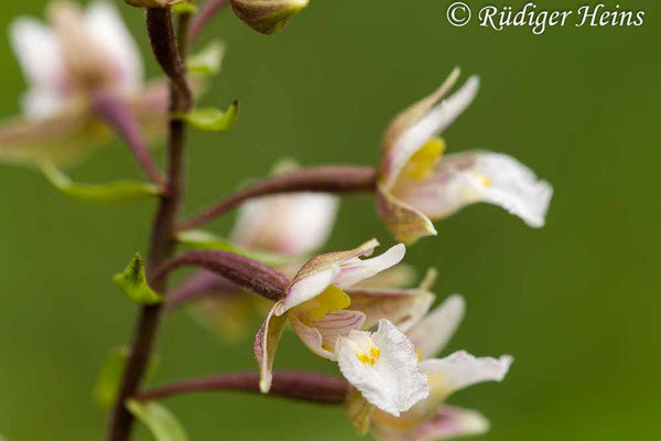 Epipactis palustris (Sumpf-Stendelwurz), 27.7.2015