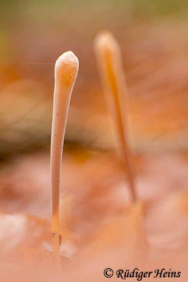 Macrotyphula fistulosa (Röhrige Keule), 29.12.2018