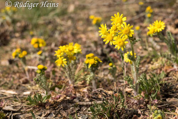 Senecio vernalis (Frühlings-Greiskraut)