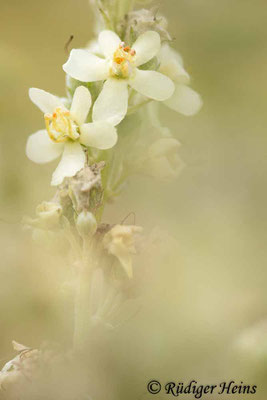 Verbascum lychnitis (Mehlige Königskerze), 12.7.2021 - Makroobjektiv 100mm f/2.8