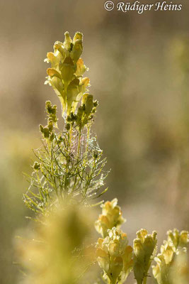 Linaria vulgaris (Echtes Leinkraut), 10.8.2023