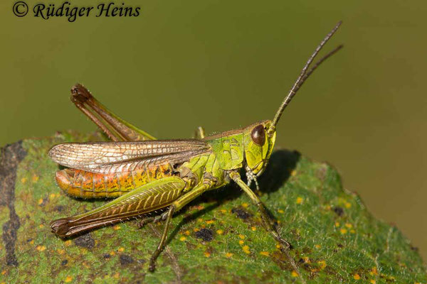 Chorthippus dorsatus (Wiesengrashüpfer) Männchen, 1.9.2017