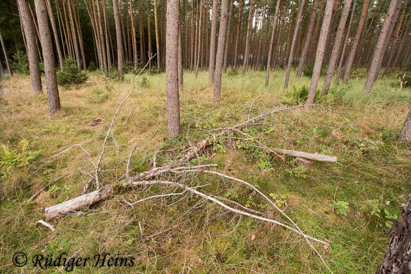 Tolmerus atricapillus (Gemeine Raubfliege) Habitat, 3.9.2020