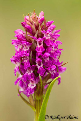 Dactylorhiza incarnata (Fleischfarbene Fingerwurz), 31.5.2014