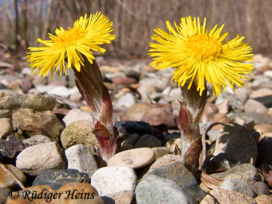 Tussilago farfara (Huflattich)
