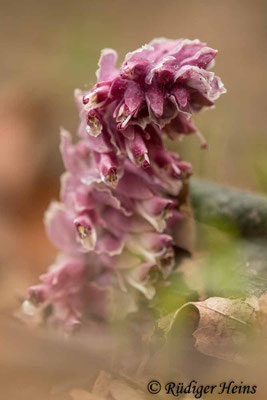 Lathraea squamaria (Gewöhnliche Schuppenwurz), 21.3.2023