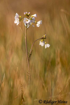 Cardamine pratensis (Wiesen-Schaumkraut), 3.5.2022