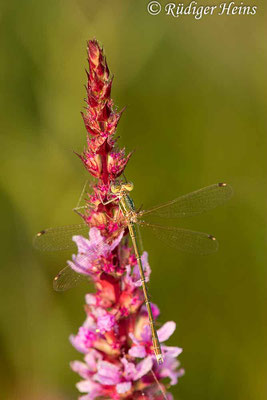 Lestes barbarus (Südliche Binsenjungfer) Männchen, 13.7.2021 - Makroobjektiv 180mm f/3.5