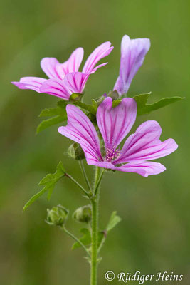 Malva sylvestris (Wilde Malve), 15.8.2023