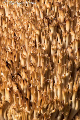 Ramaria sp. (Korallenpilz), 14.9.2020