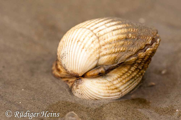 Cerastoderma sp. (Herzmuschel)