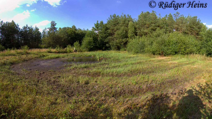 Sympetrum flaveolum (Gefleckte Heidelibelle) Habitat, 7.8.2018 (Panorama aus vier Fotos)