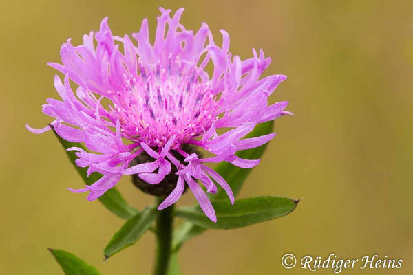 Centaurea jacea (Wiesen-Flockenblume), 7.7.2021