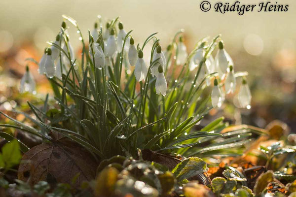 Galanthus nivalis (Schneeglöckchen)