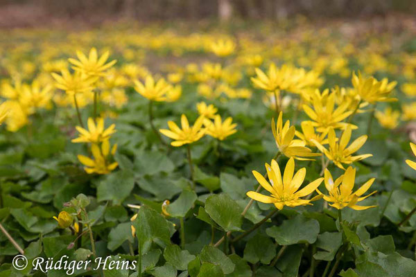 Ranunculus ficaria (Scharbockskraut), 17.4.2021