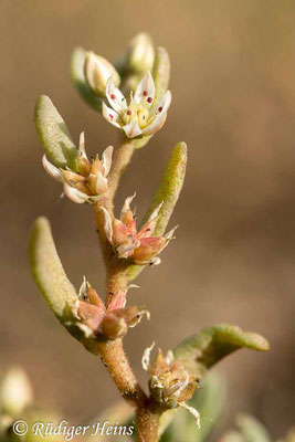 Sedum album (Weiße Fetthenne), 19.6.2022