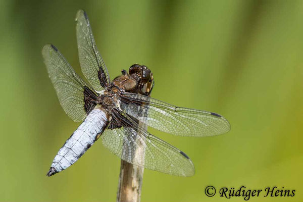 Libellula depressa, Plattbauch, Männchen