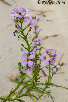 Cakile maritima (Europäischer Meersenf), 19.9.2020