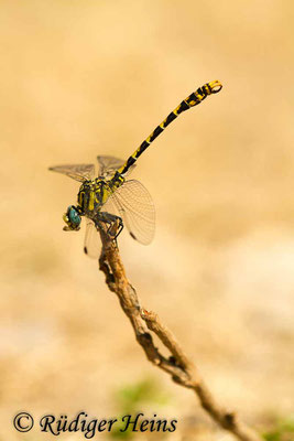 Onychogomphus uncatus (Große Zangenlibelle) Männchen, 20.6.2017