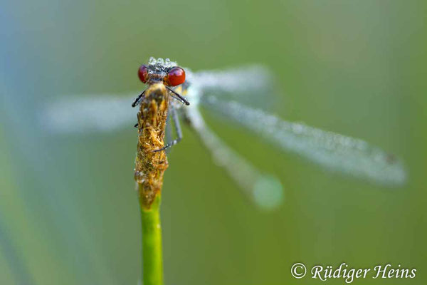 Erythromma najas (Großes Granatauge) Männchen, 30.5.2024