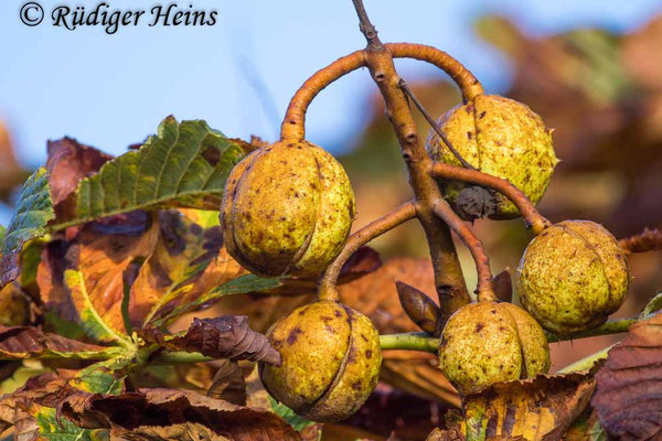 Aesculus hippocastanum (Gewöhnliche Rosskastanie), 23.9.2025