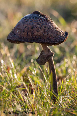 Macrolepiota procera (Parasol oder Riesenschirmpilz), 26.12.2006