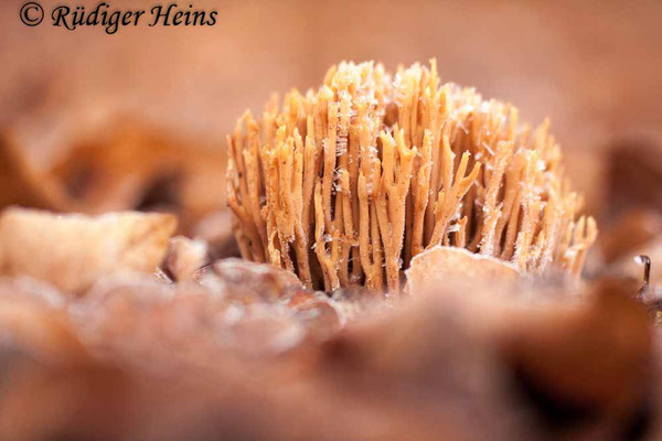 Ramaria sp. (Korallenpilz), 29.12.2019