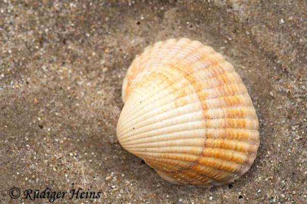 Cerastoderma sp. (Herzmuschel)